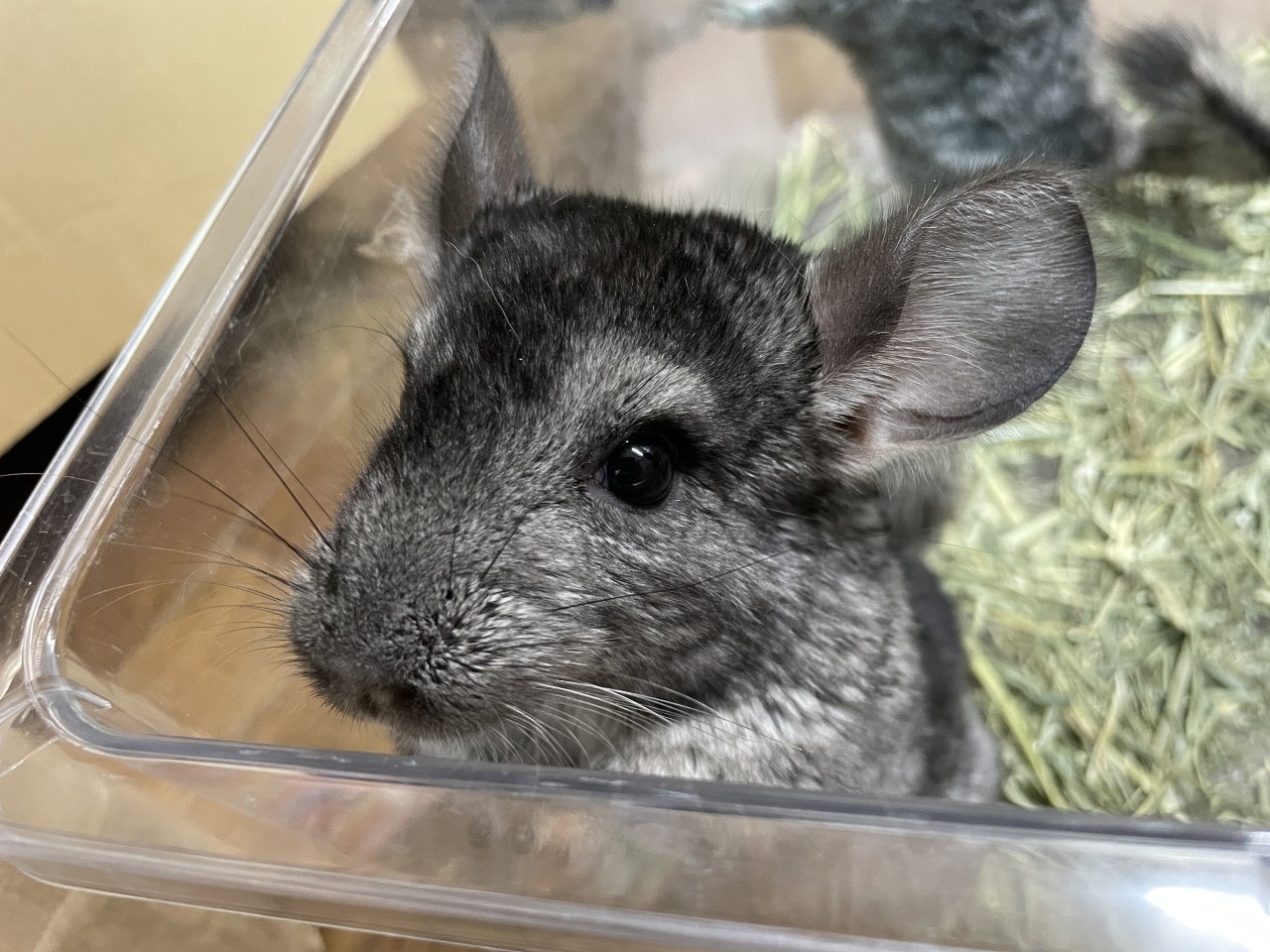 チンチラ（グレー）(2)