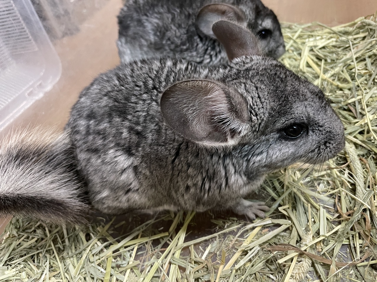 チンチラ（グレー）(4)