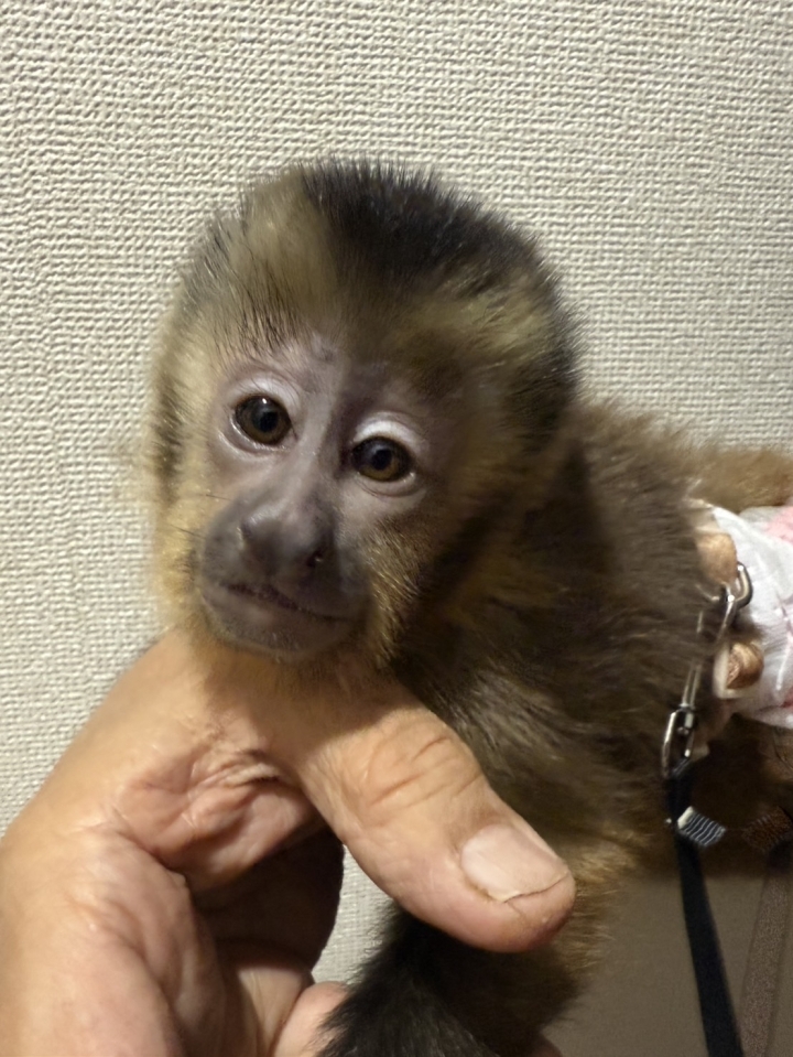 フサオマキザル（ゴールデンタイプ）(3)