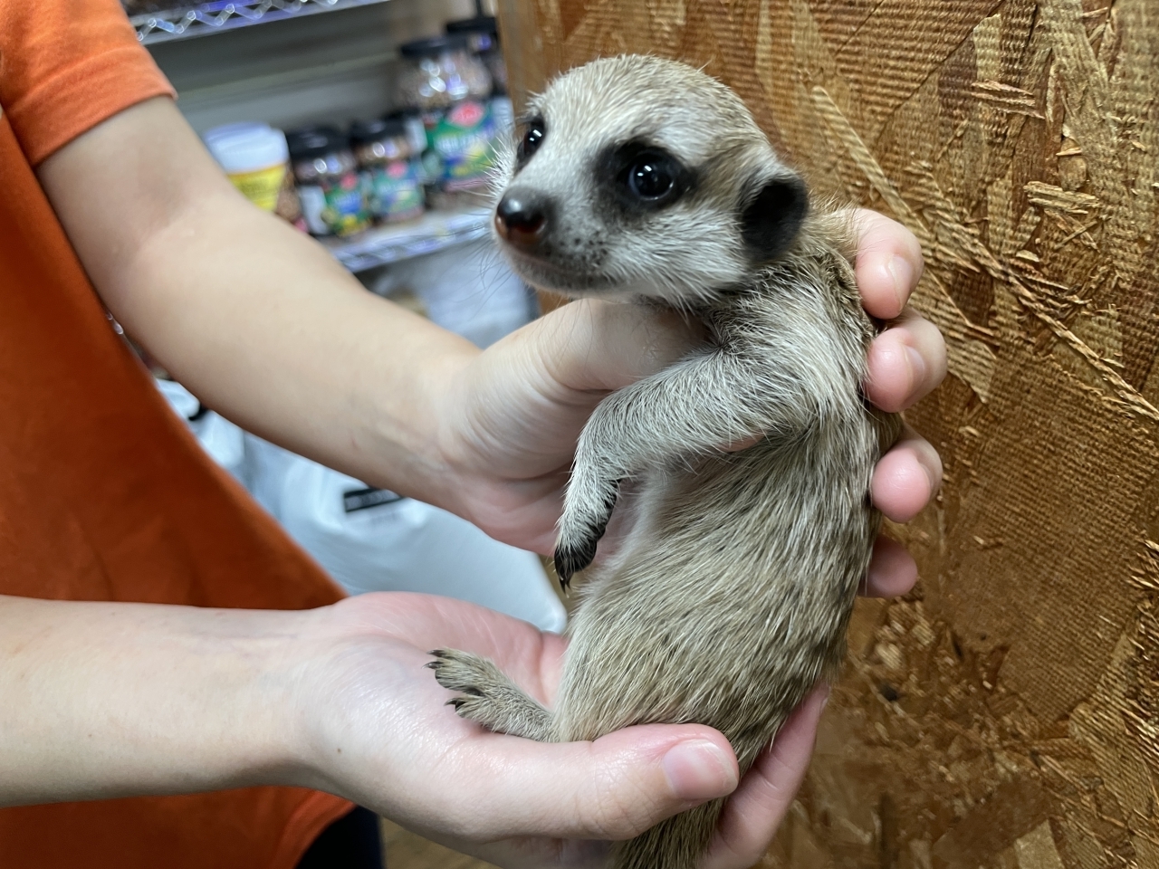 ミーアキャット(3)