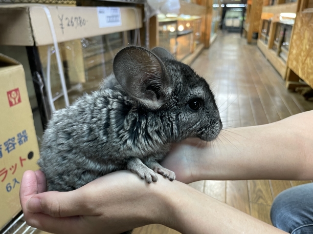 チンチラ（グレー）