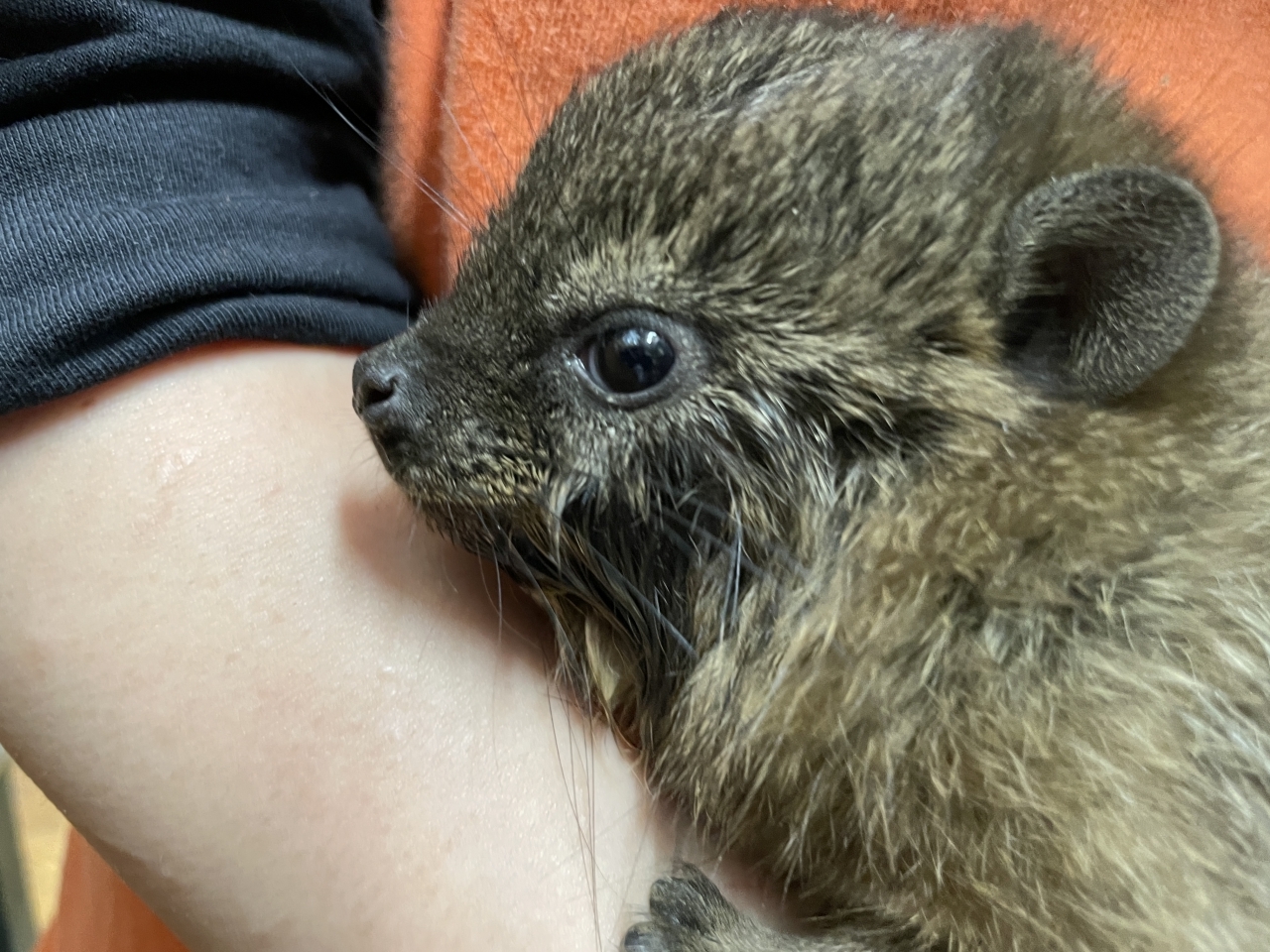 ケープハイラックス(2)