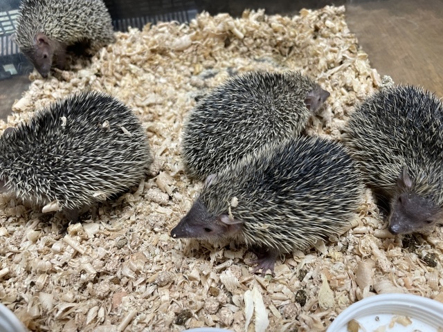 ヒメハリテンレック