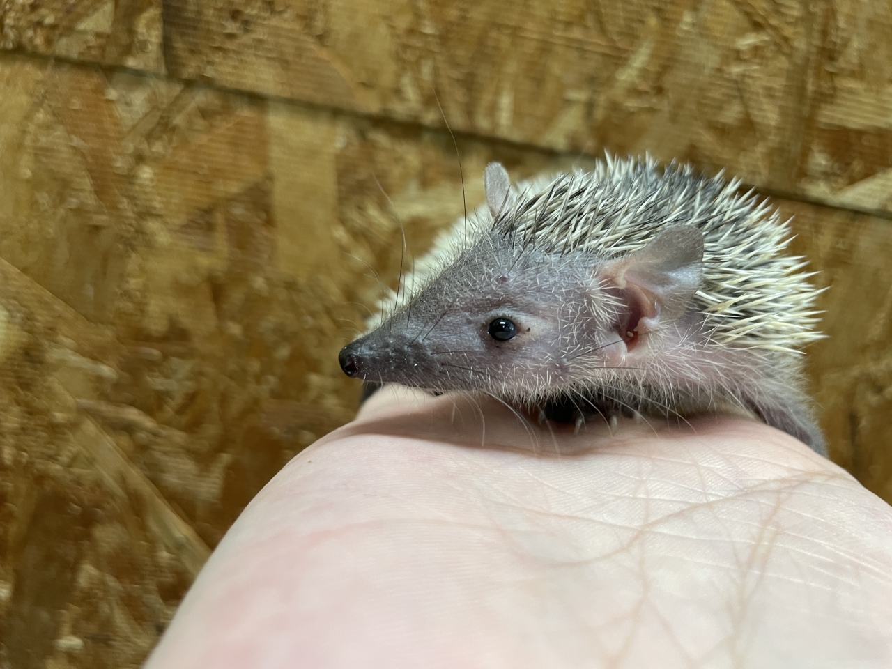 ヒメハリテンレック(4)