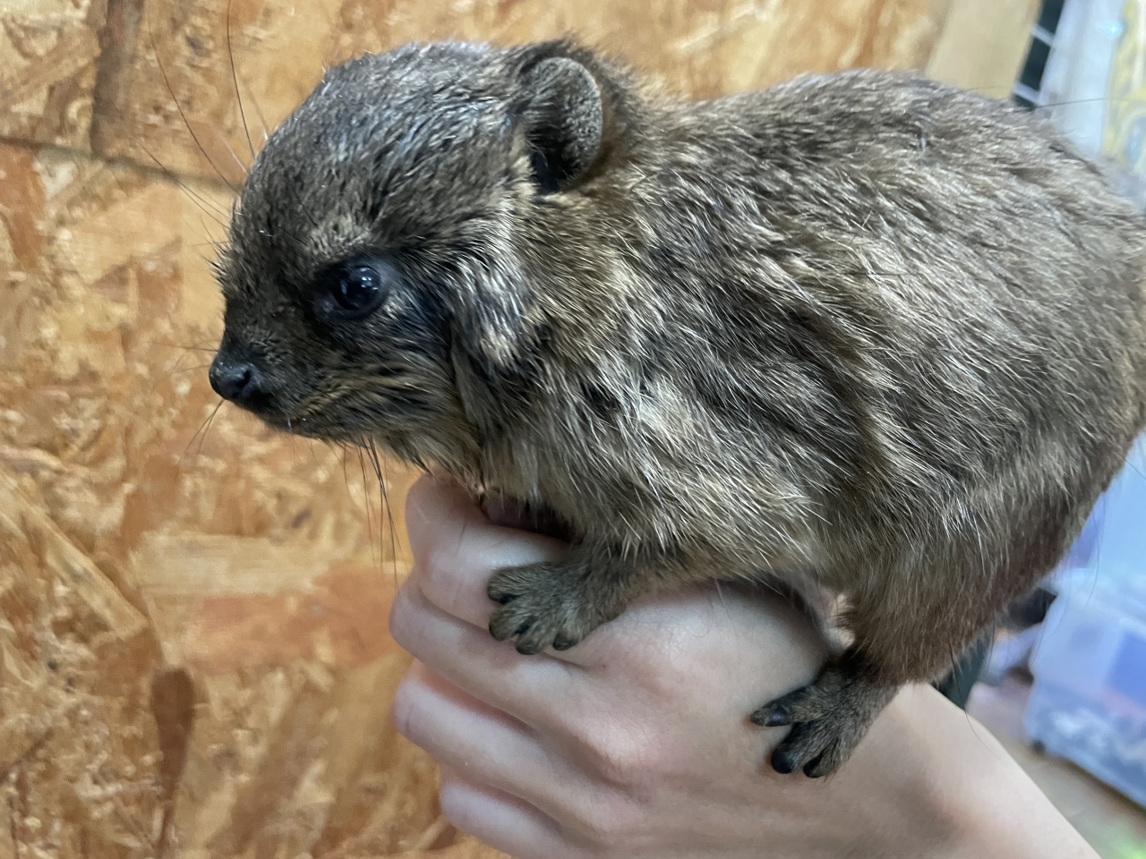 ケープハイラックス(3)