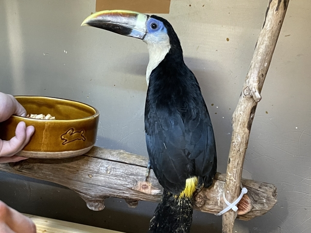 シロムネオオハシ