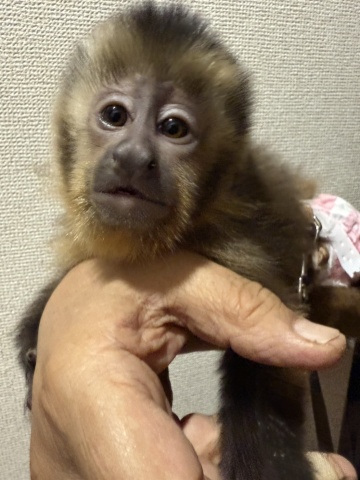 フサオマキザル（ゴールデンタイプ）