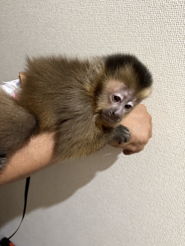 フサオマキザル（ゴールデンタイプ）(2)