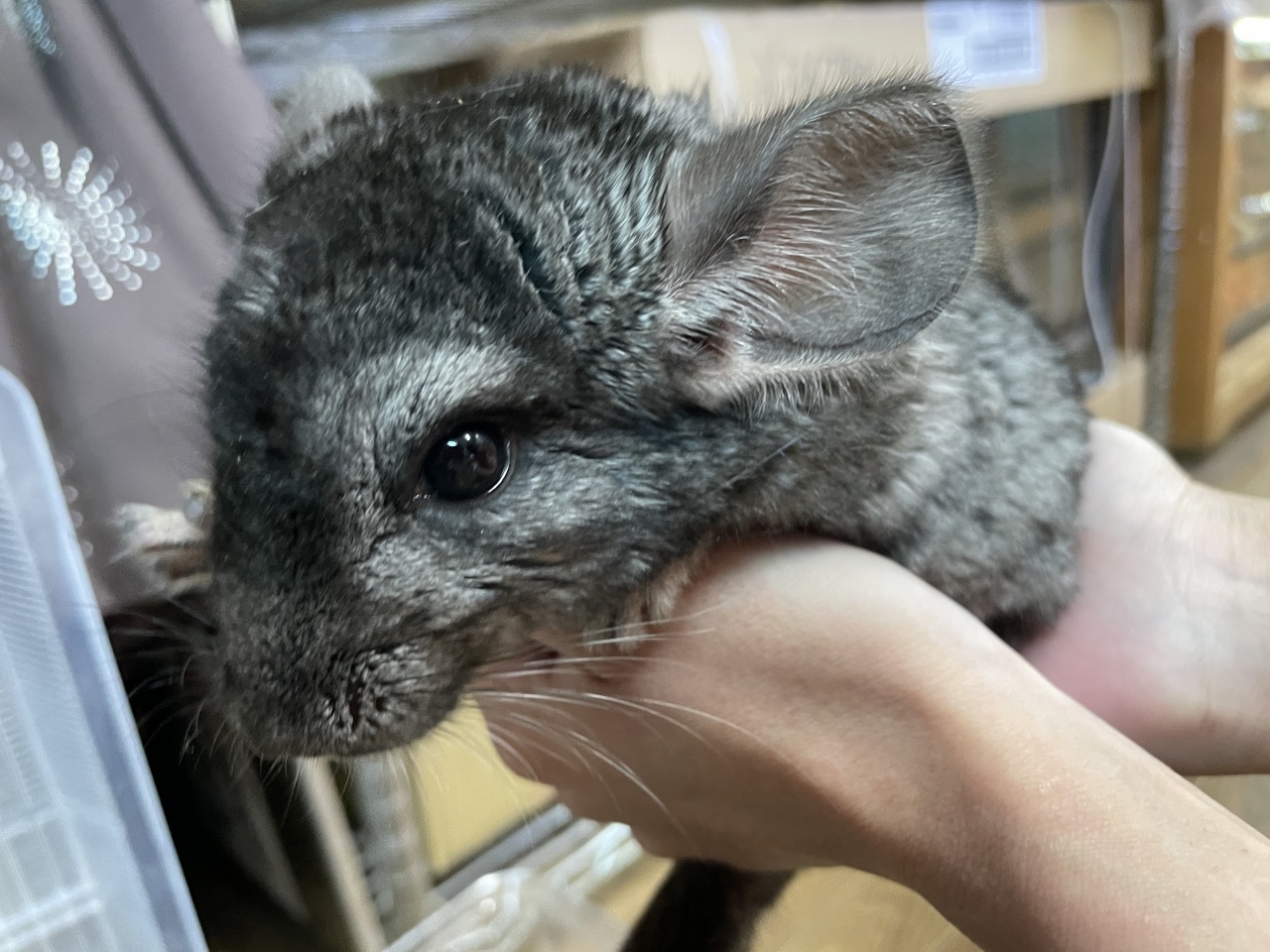 チンチラ（グレー）(3)