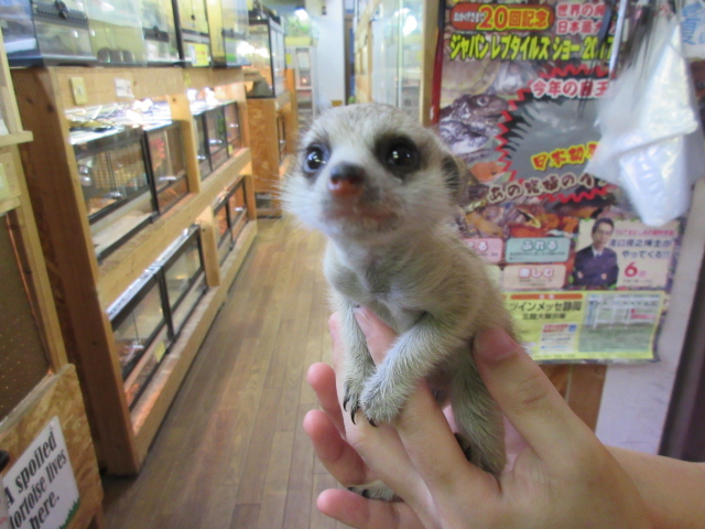 ミーアキャット(1)