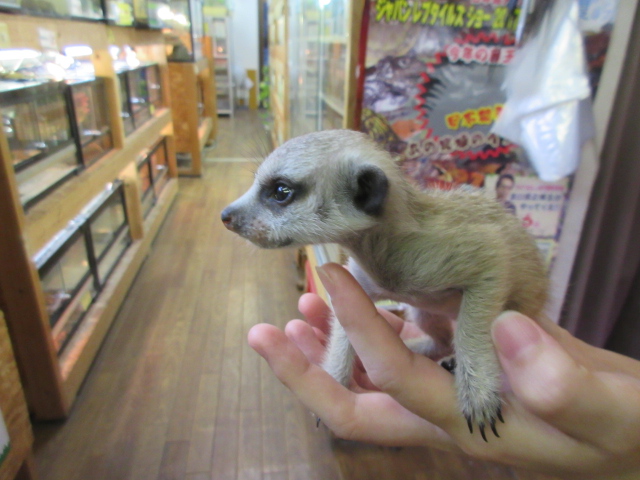 ミーアキャット(2)