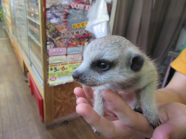 ミーアキャット(3)