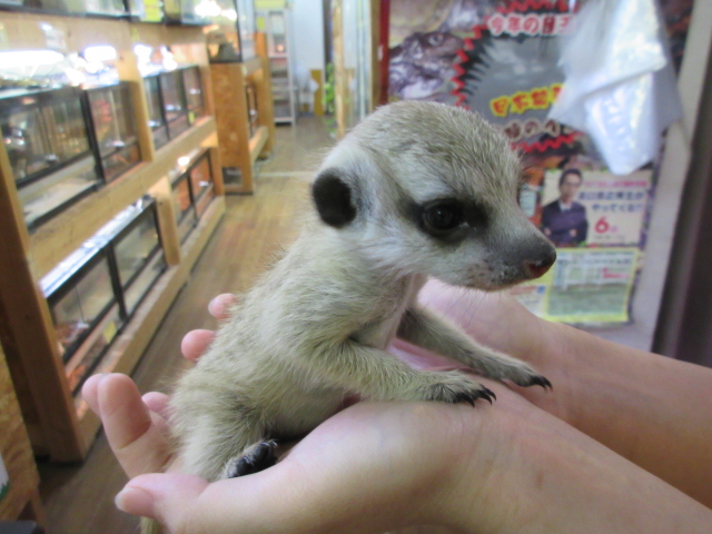 ミーアキャット(4)