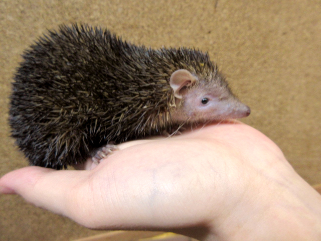 爬虫類ショップ サウリア守口店 ヒメハリテンレック