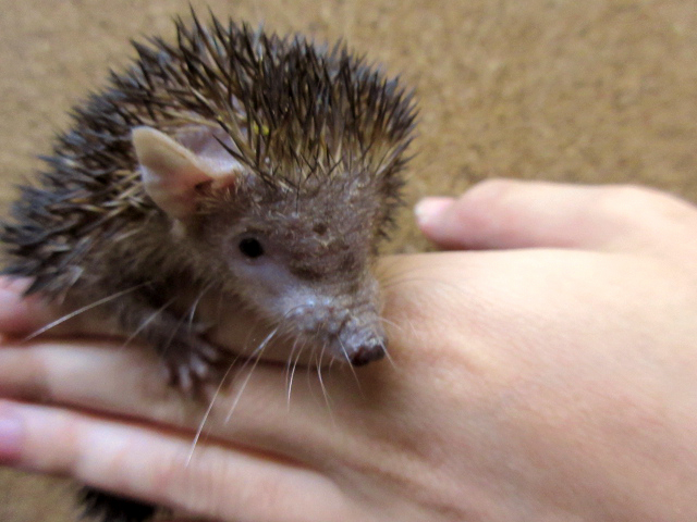 爬虫類ショップ サウリア守口店 ヒメハリテンレック