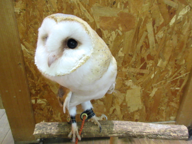 メンフクロウ(2)