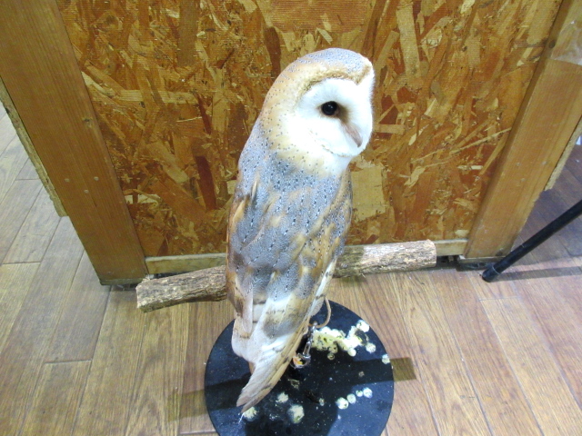 メンフクロウ(3)