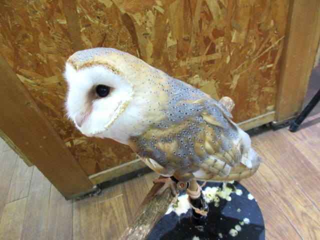 メンフクロウ(4)