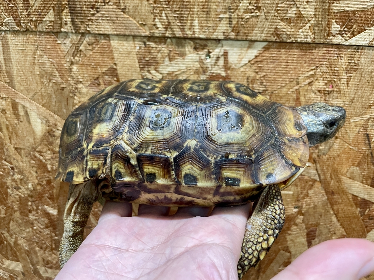 スピークセオレガメ（No.6）(3)