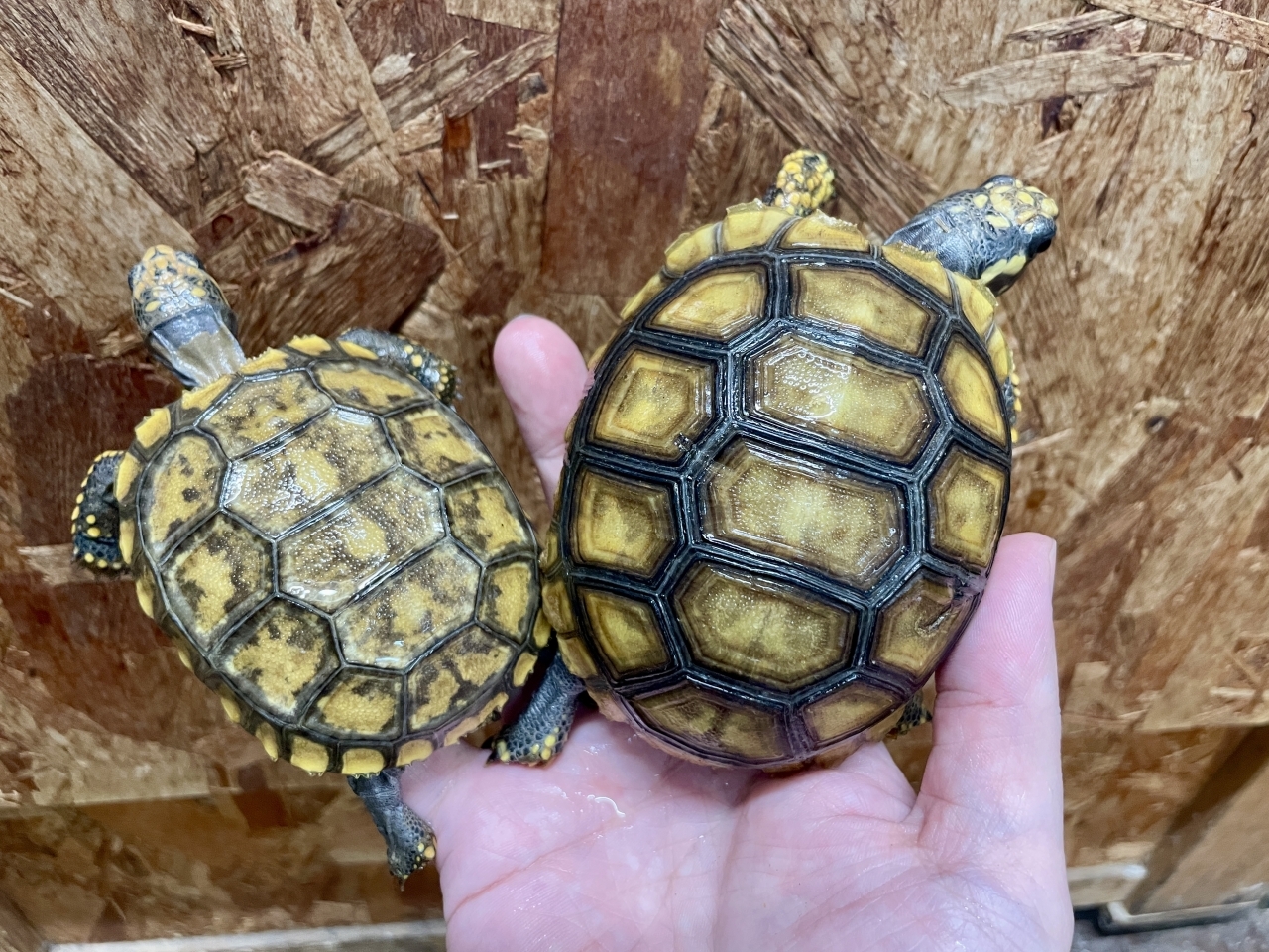 キアシリクガメ(2)