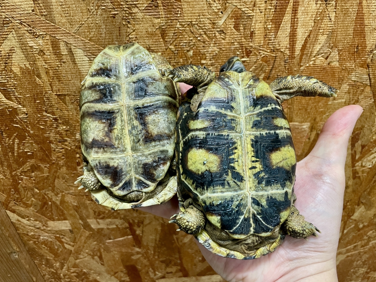 スピークセオレガメ(7)