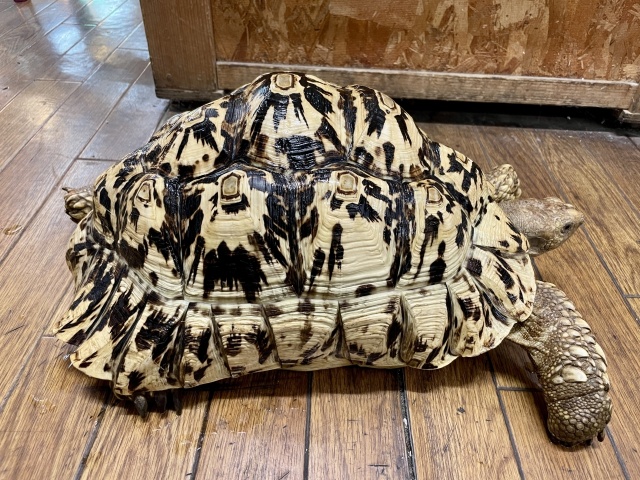 ホワイトヒョウモンリクガメ