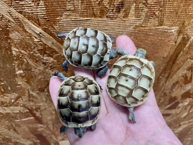 イベラギリシャリクガメ