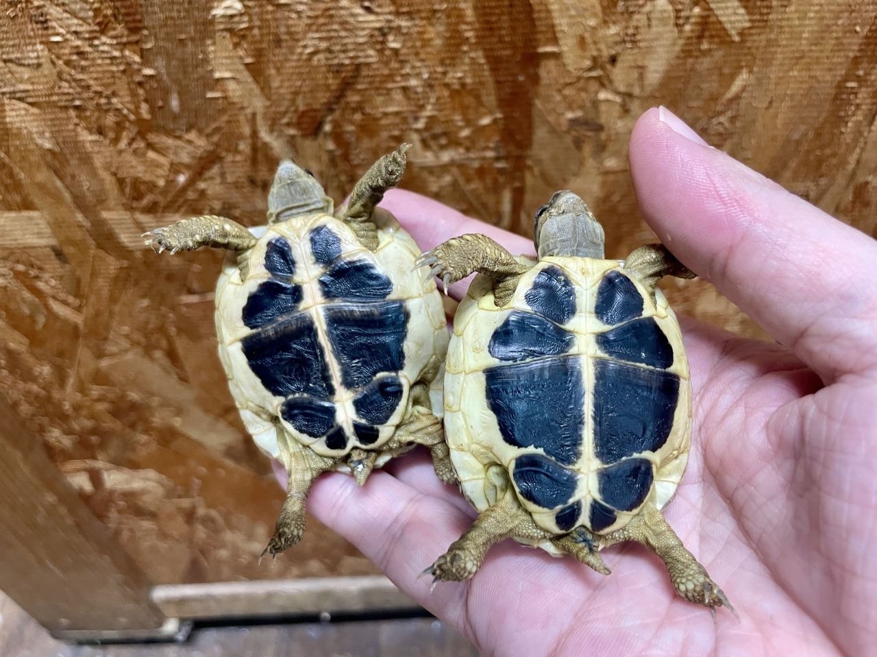 ニシヘルマンリクガメ（トスカーナ）(3)