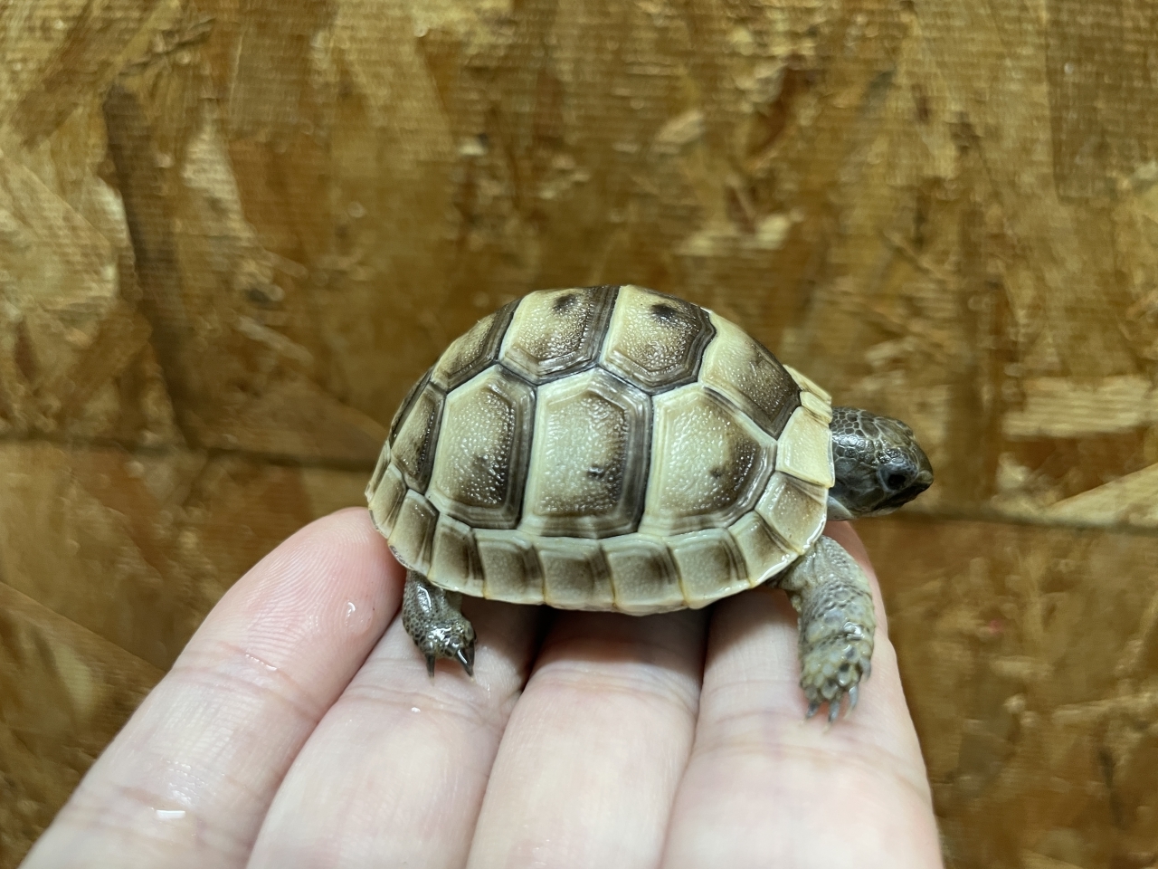 イベラギリシャリクガメ（ホワイト）（No.1）(2)