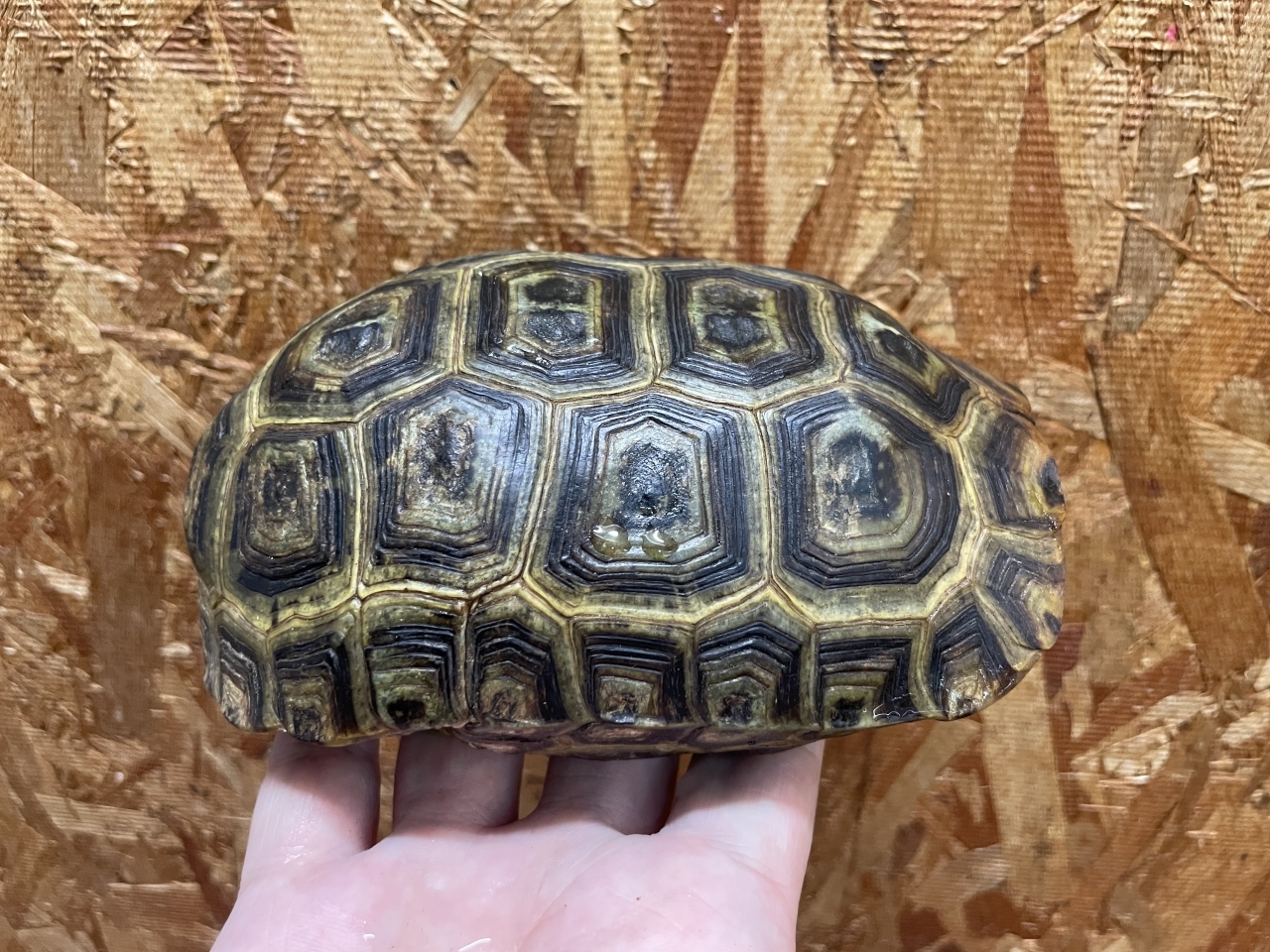 スピークセオレガメ（No.4）(2)