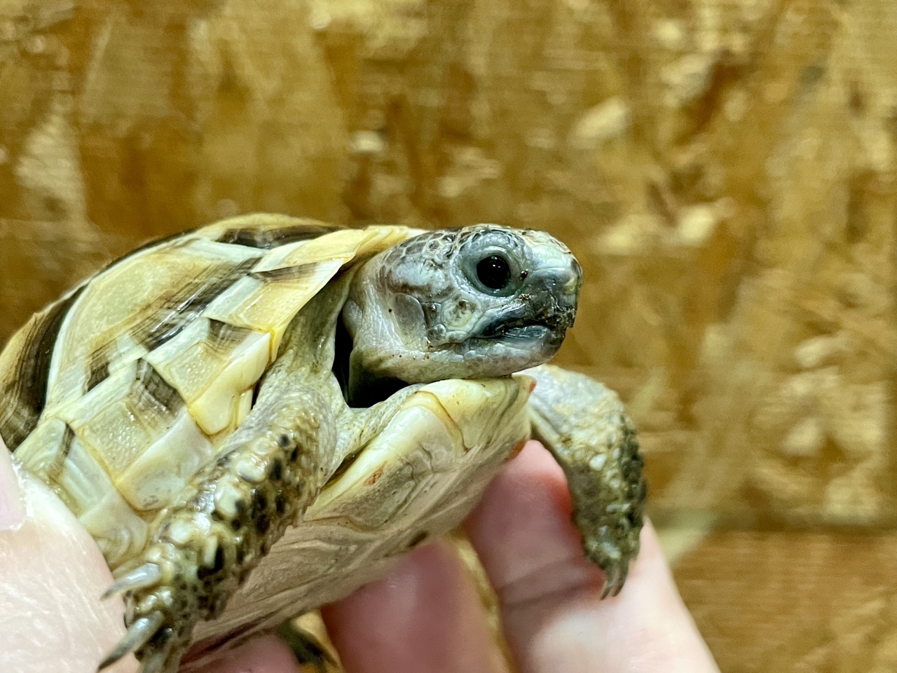 イベラギリシャリクガメ（ホワイト）（No.3）(3)