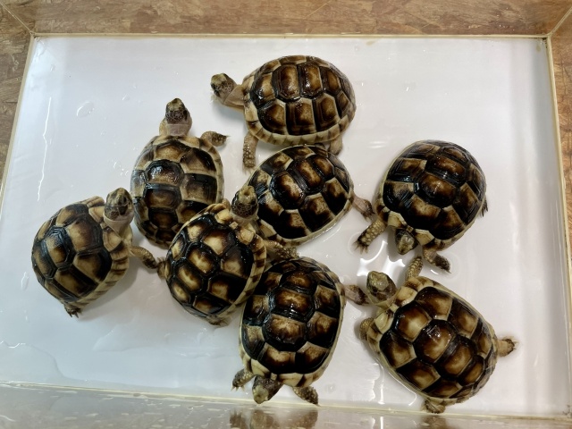 オオフチゾリリクガメ