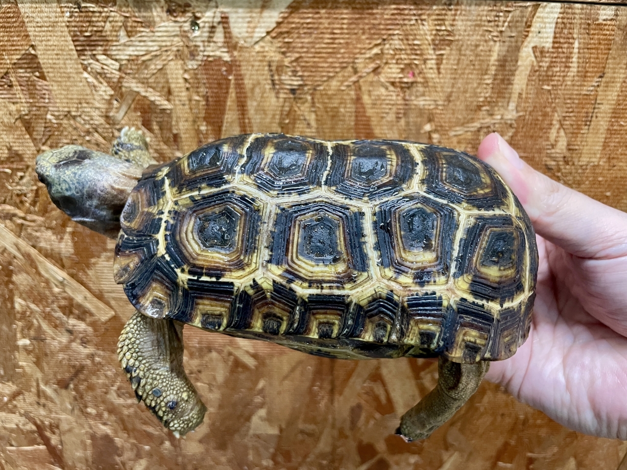 スピークセオレガメ（No.5）(3)