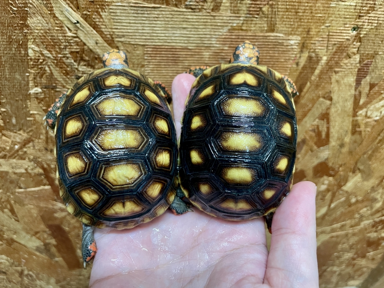 アカアシリクガメ(2)