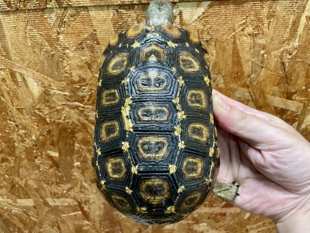 スピークセオレガメ（No.7）