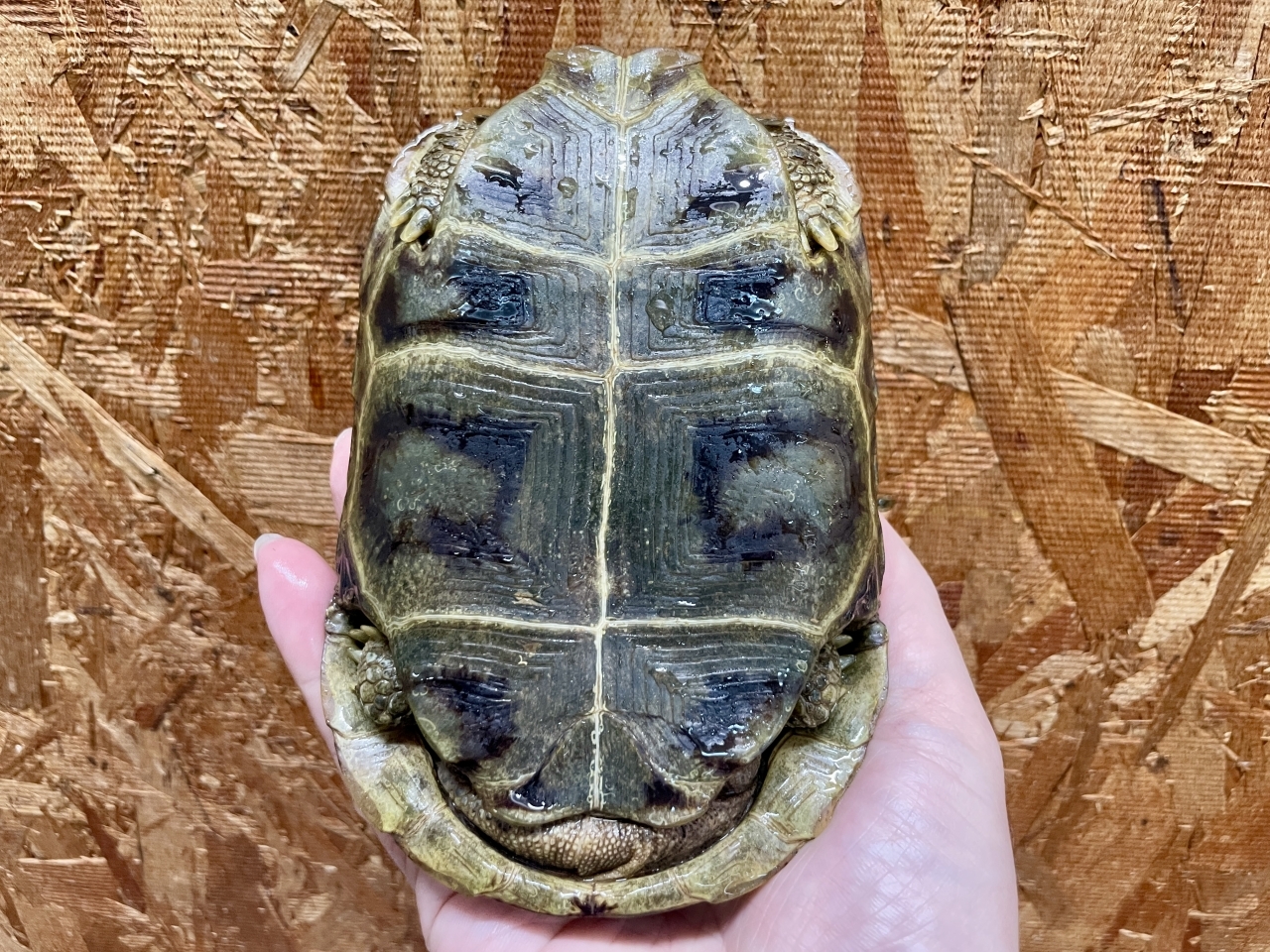 スピークセオレガメ（No.3）(5)