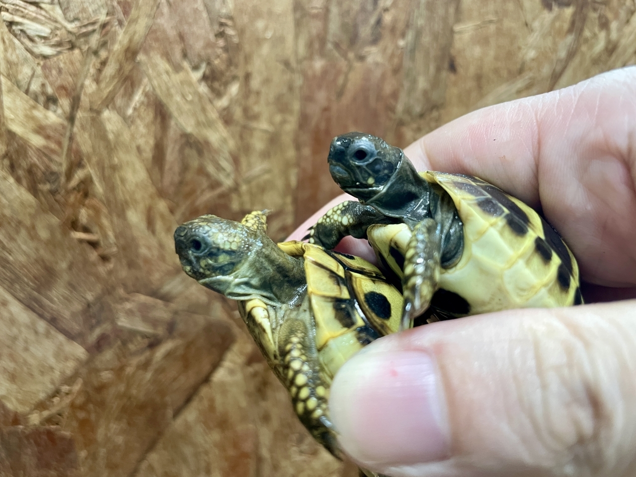 ヒガシヘルマンリクガメ(3)