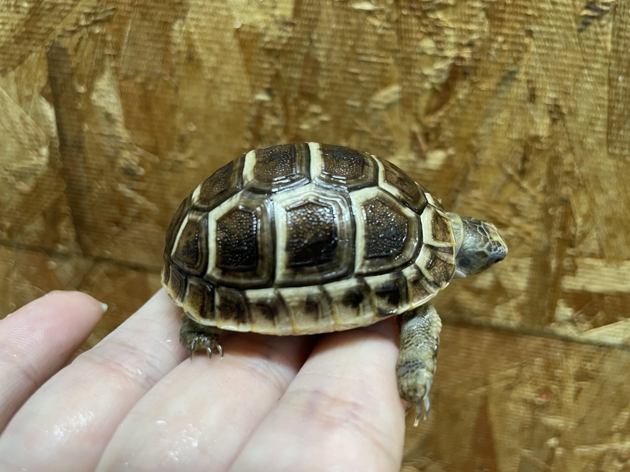 イベラギリシャリクガメ（ブラック）（No.2）(2)