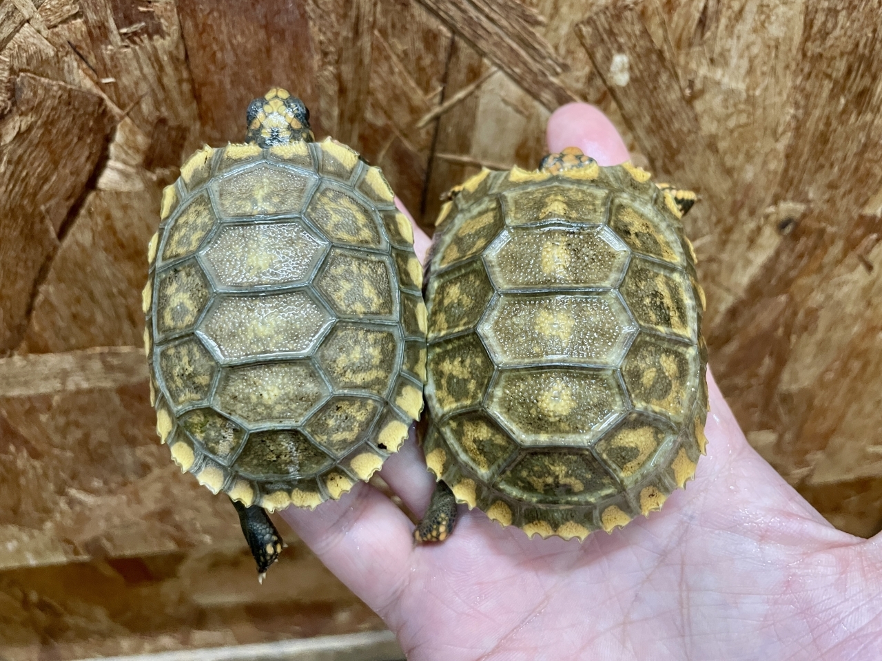 キアシリクガメ(2)