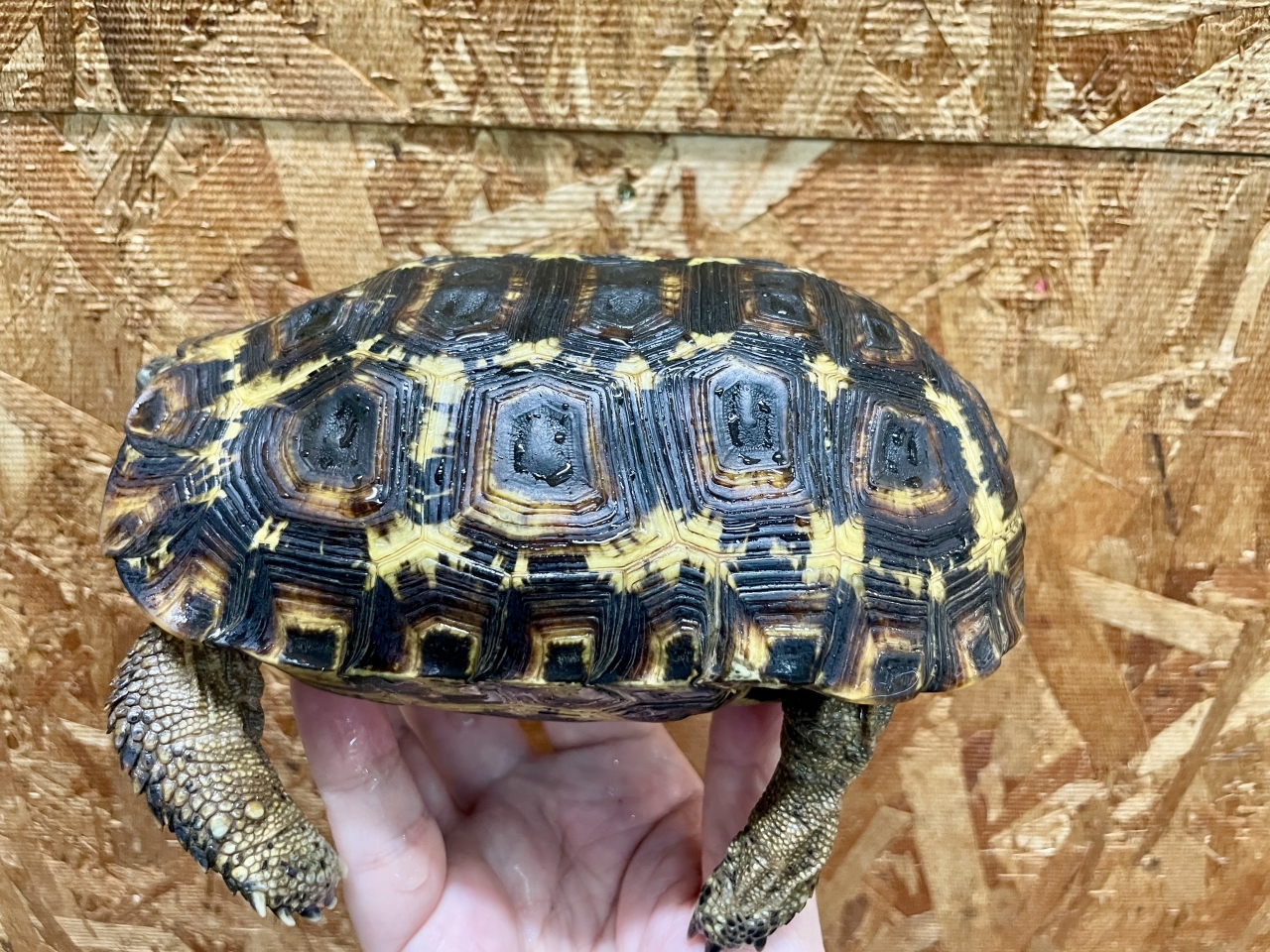 スピークセオレガメ（No.8）(3)