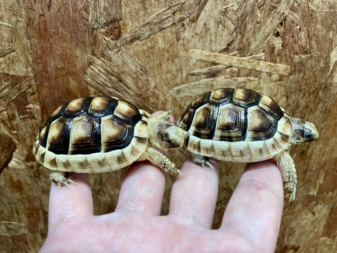 オオフチゾリリクガメ(4)