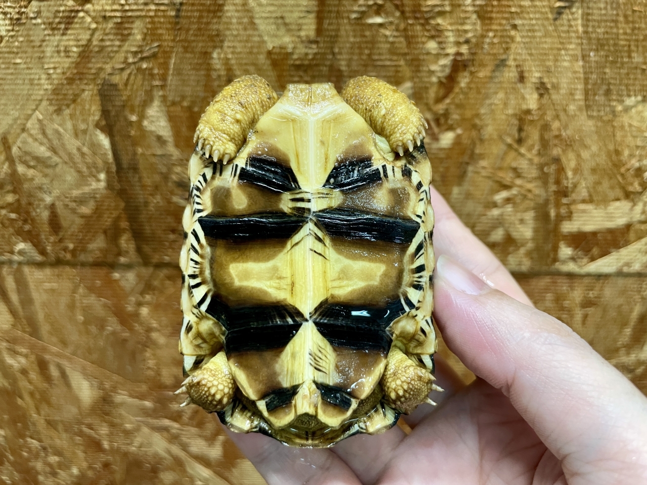 ホウシャガメ(7)