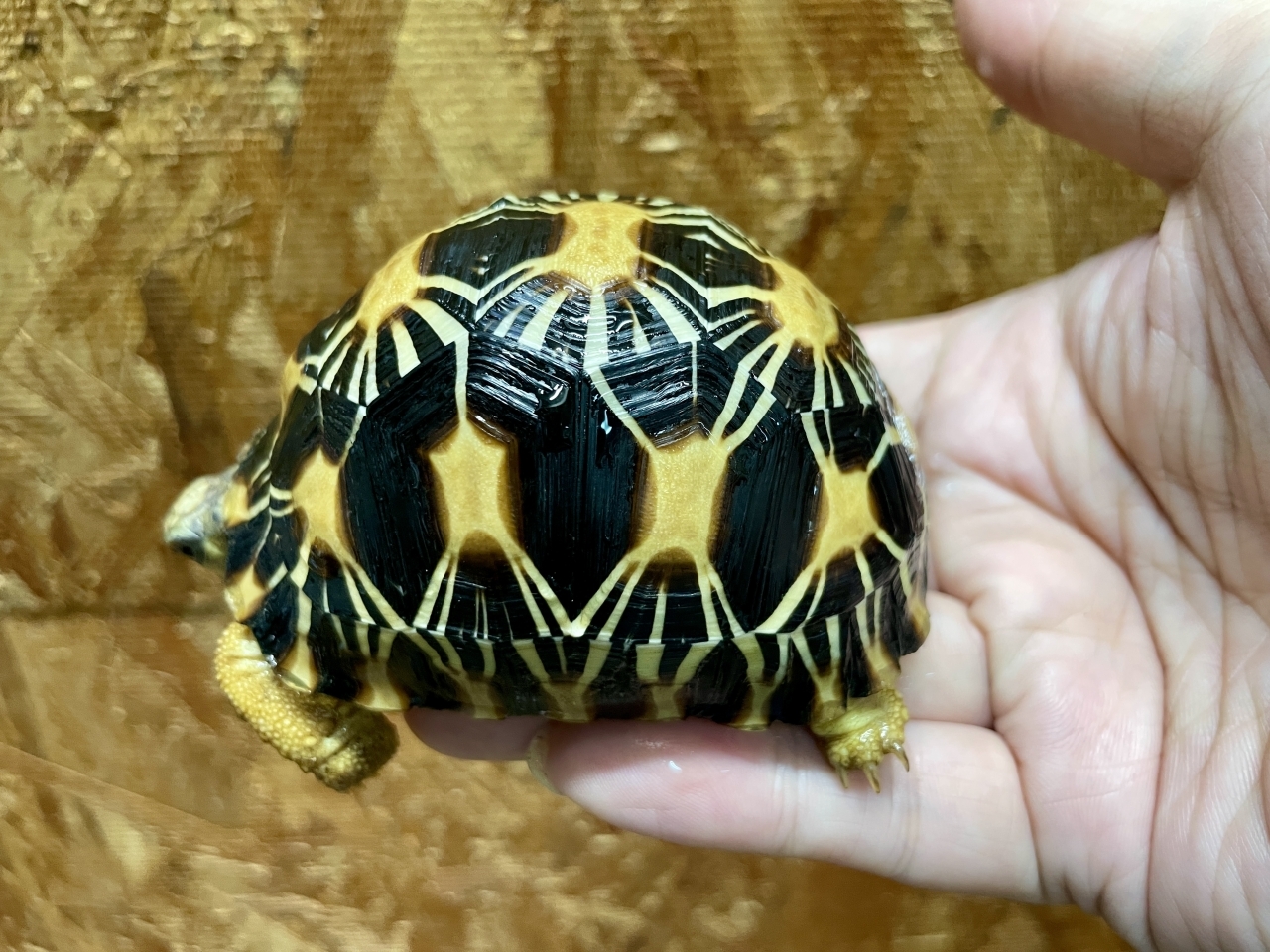 ホウシャガメ(1)