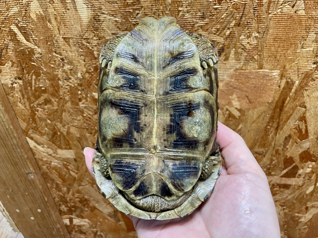 スピークセオレガメ（No.2）(5)