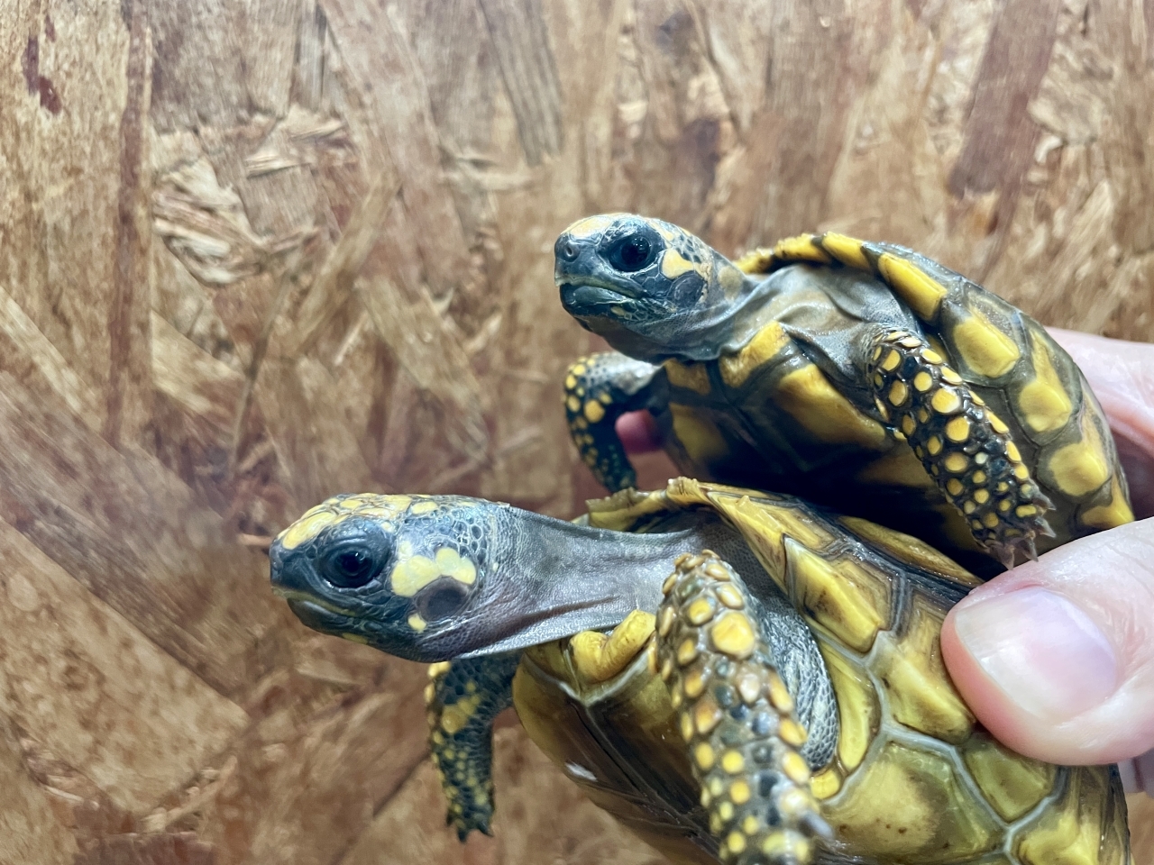 キアシリクガメ(3)