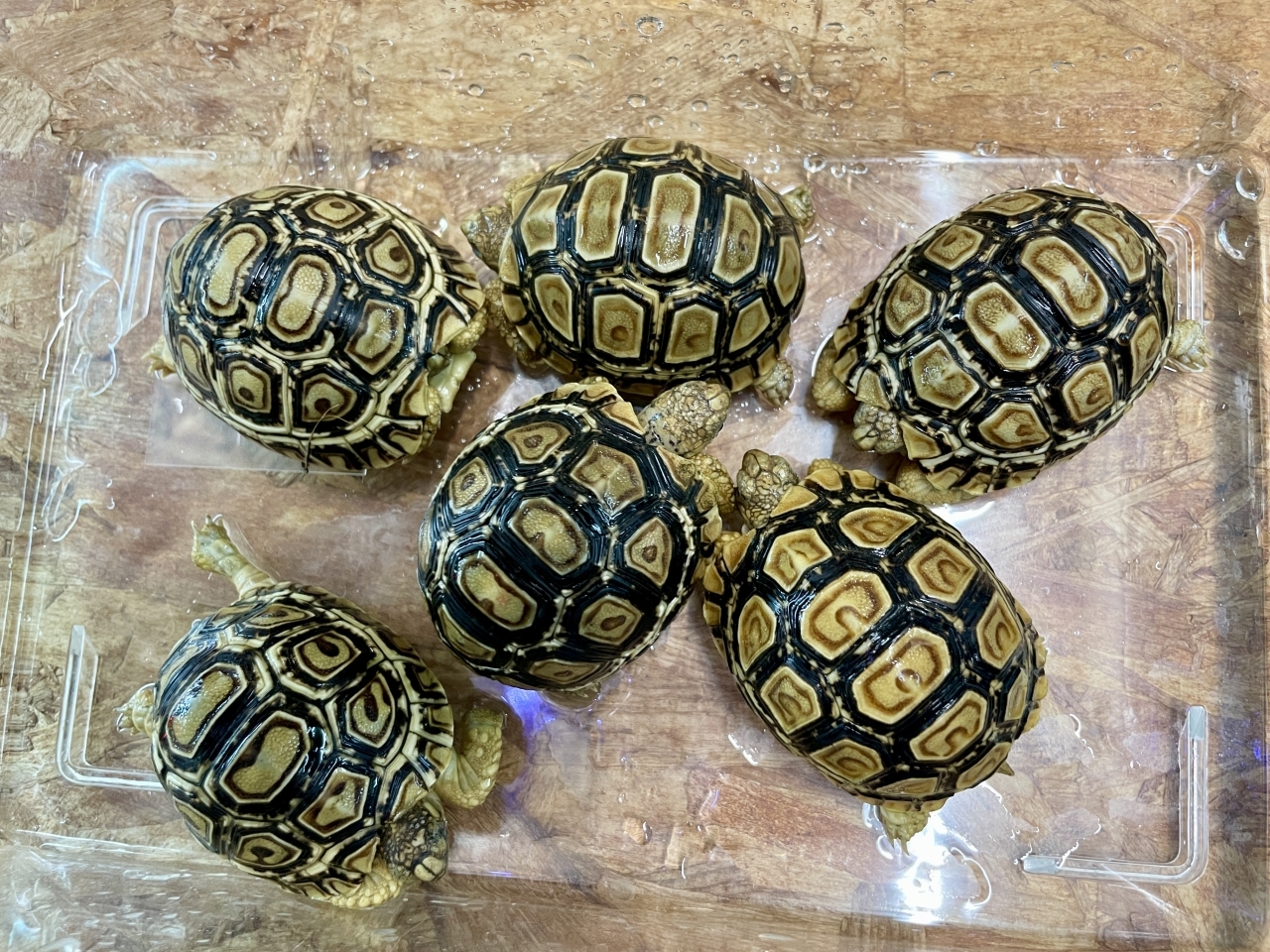 ヒョウモンリクガメ(1)