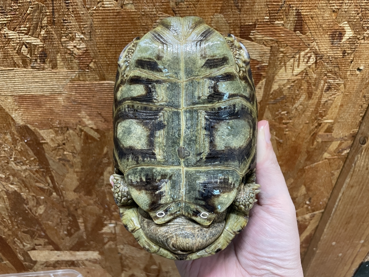 スピークセオレガメ（No.4）(5)