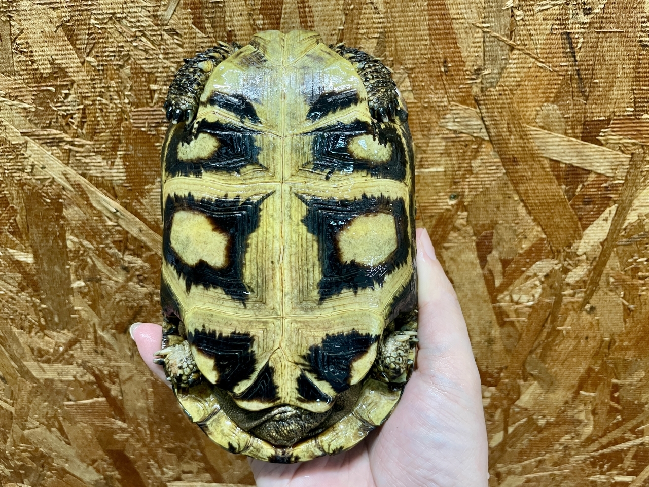 スピークセオレガメ（No.8）(5)