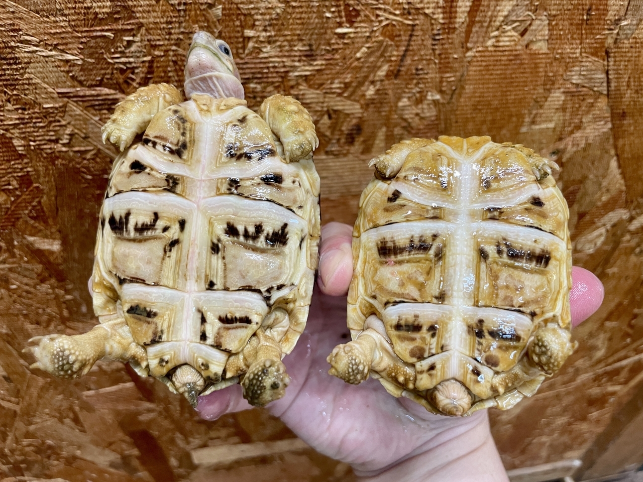 ヒョウモンリクガメ(6)