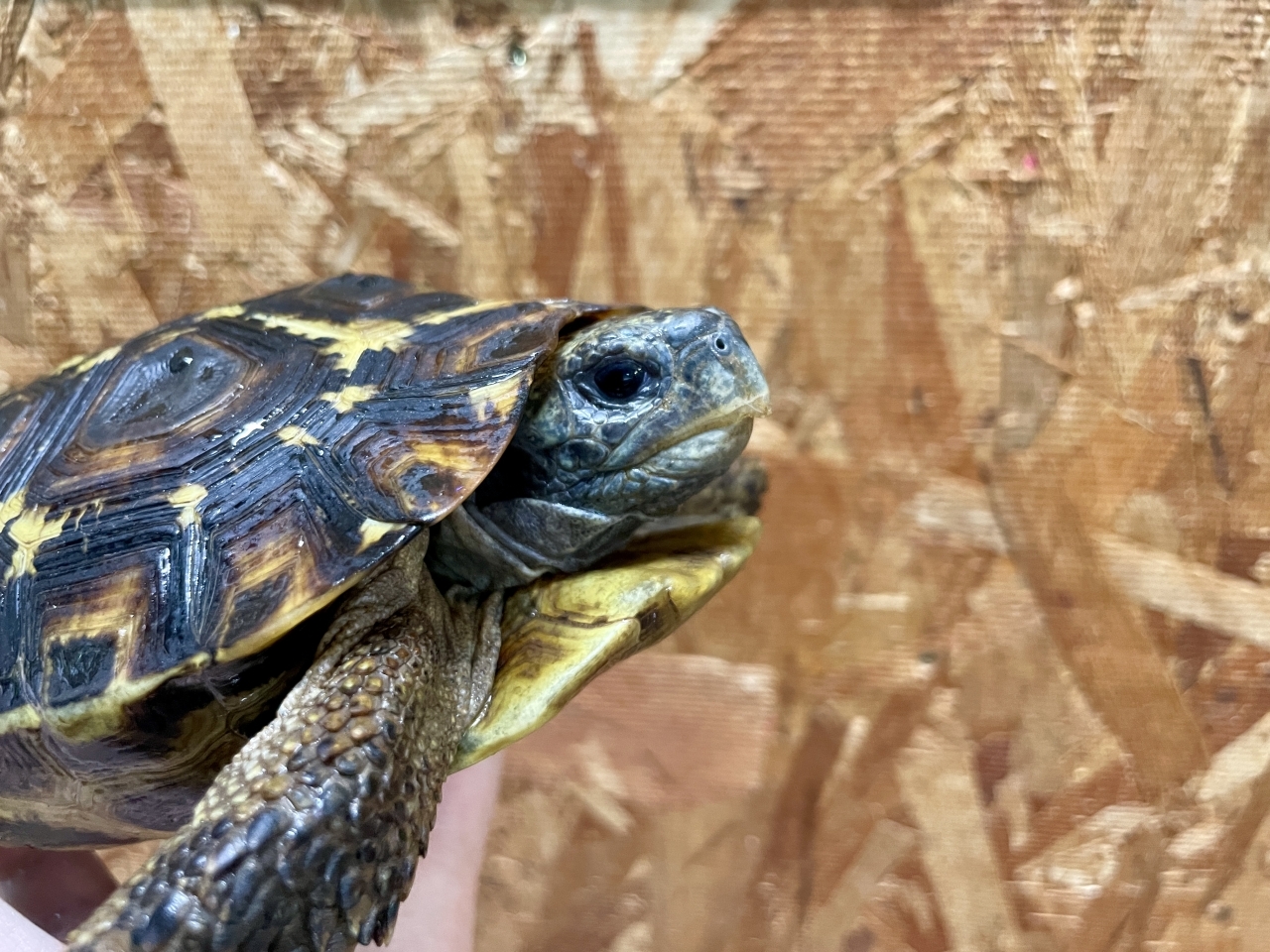 スピークセオレガメ（No.8）(4)